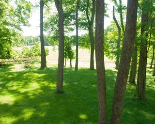 植被、植物、林地、土地、树木、森林、户外、自然