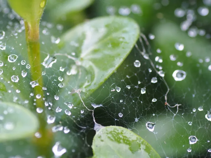 蜘蛛网，花园，雨滴，夏天，绿色，树篱，昆虫，雷雨