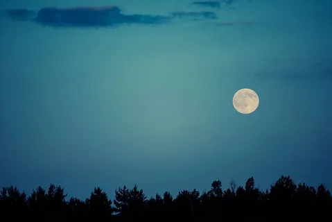 剪影摄影,树木,夜间,满月,晴朗,蓝色,天空 剪影摄影,树木,夜间,满月,晴朗,蓝色,天空