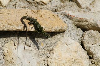 自然、蜥蜴、动物、野生、爬行动物、皮肤、龙、棕色