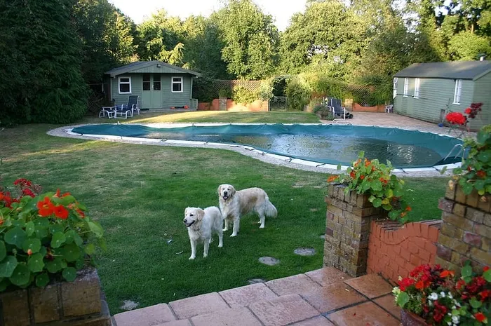 游泳池，金毛猎犬，狗，植物，家养，宠物，哺乳动物，家养动物
