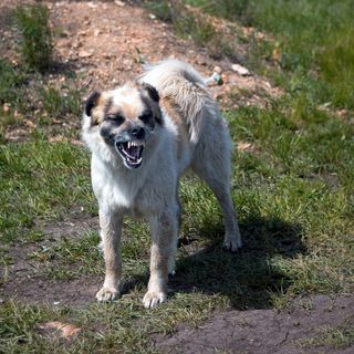 攻击性，攻击性，警觉，愤怒，愤怒，动物，吠叫，棕色