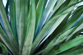 绿叶植物特写照片