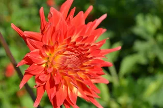 花园，大丽花，植物，开花，开花植物，花，脆弱，脆弱