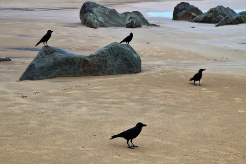 乌鸦, 鸟类, 石头, 海滩, 风, 水, 沙子, 水域的整体部分 乌鸦, 鸟类, 石头, 海滩, 风, 水, 沙子, 水域的整体部分
