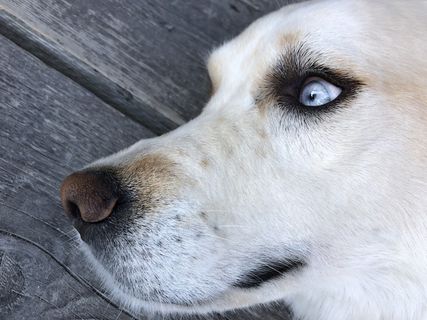加拿大，tofino，clayoquot荒野度假村，鼻子，胡须，甲板，狗，打盹