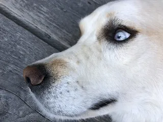 加拿大，tofino，clayoquot荒野度假村，鼻子，胡须，甲板，狗，打盹