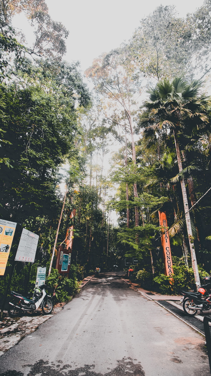 马来西亚，hulu langat，sungai congkak休闲森林，入口，离开，树木，棕榈树，道路