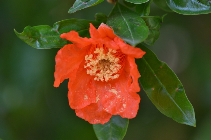 石榴、花、橘子、开花植物、植物、特写、自然美、新鲜度