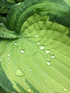 玉簪、水、水滴、绿色、自然、花园、植物、叶子