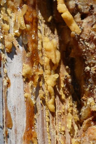 阴道分泌物，黄色，树脂，沥青，针叶树，森林，宏，部落