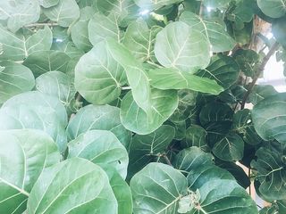 美国，新士麦那海滩，海葡萄，沙丘植物，植物，叶子，叶子，绿色