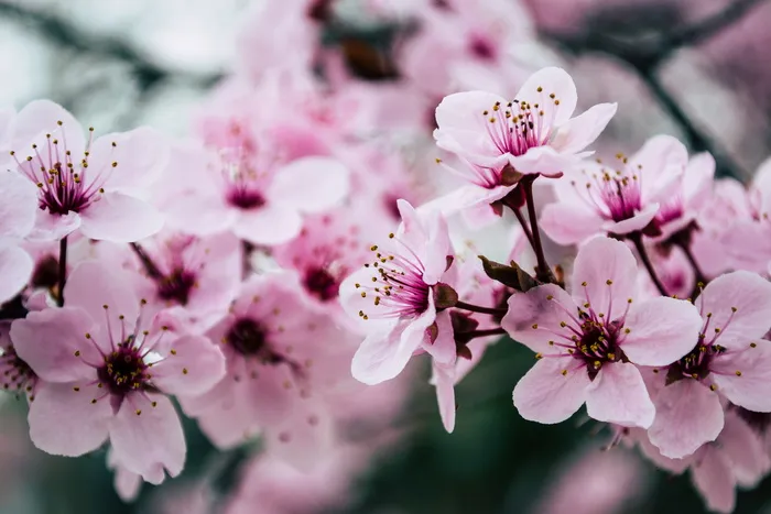 粉红色花瓣花朵特写照片