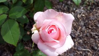 花，自然，植物，花瓣，叶子，玫瑰，开花植物，植物