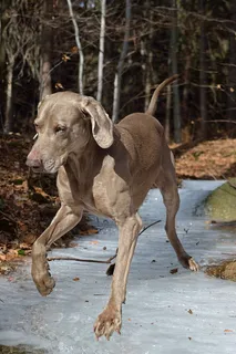 Weimaranar，站立的狗，哺乳动物，动物主题，家养动物，宠物，一只动物，狗