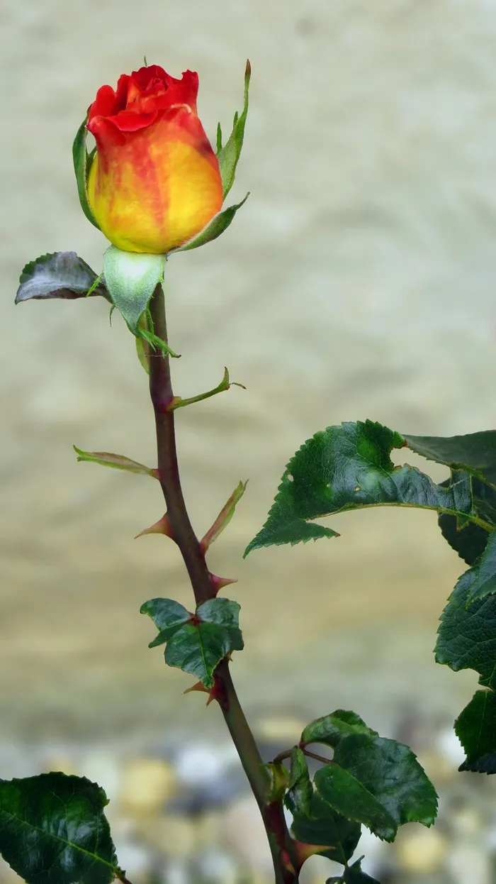 玫瑰，开花，盛开，崇高，高贵，花，植物，装饰品