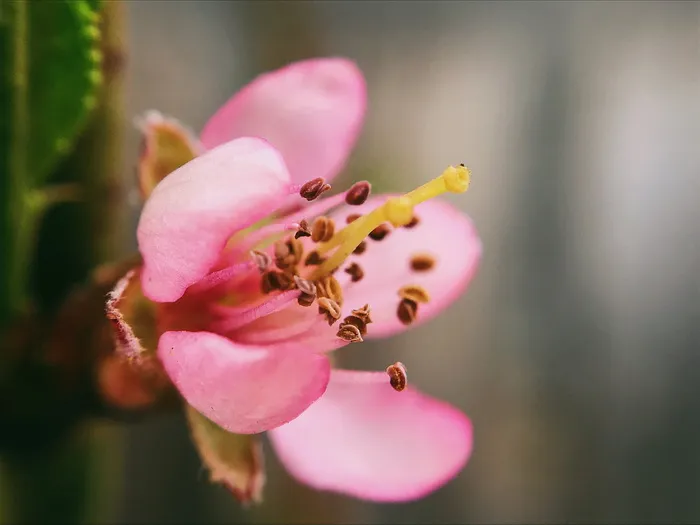 厂, 花粉, 花, 开花, 蜜蜂, 动物, 蜜蜂, 无脊椎动物