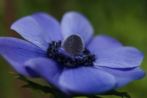 花,蓝色,花园,自然,开花,植物,宏观,开花植物 花,蓝色,花园,自然,开花,植物,宏观,开花植物