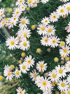 一簇雏菊 一簇雏菊