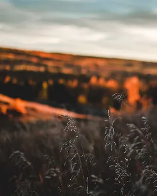 加拿大，大草原，秋天，日落，田野，十月，橙色，秋天