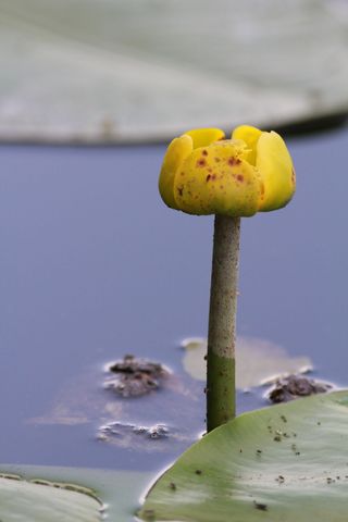 湖，花，水，睡莲，花，花，池塘，黄色