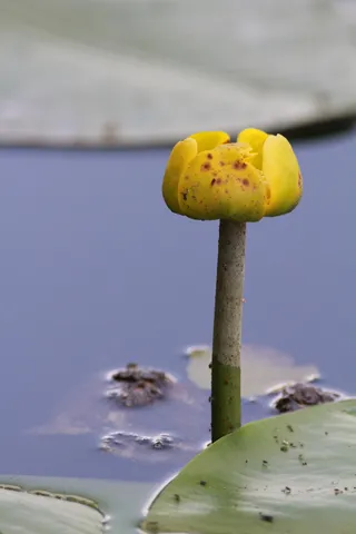 湖，花，水，睡莲，花，花，池塘，黄色