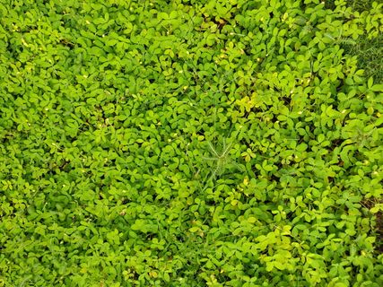 草，森林，墙纸，高清墙纸，安卓墙纸，绿色，花，花