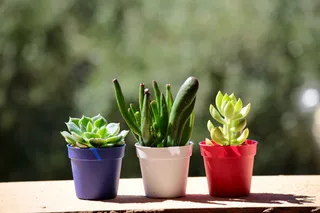 三、什锦、肉质、什锦色盆、肥肉、植物、花园、露台、夏季