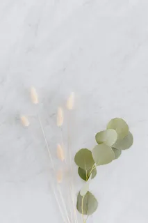 白色大理石上的干花和桉树