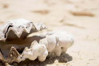 背景、海滩、加勒比海、蓝色、科斯塔、概念、珊瑚、异国情调