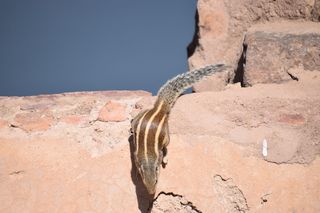 印度，sawai madhopur，ranthambore老虎保护区，松鼠，发光，啮齿动物，发光，岩石