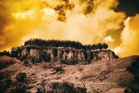 森林，树木，景观，自然，绿色，夏天，木材，季节