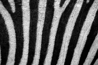 白色、黑色、纺织品、抽象、非洲、动物、背景、伪装