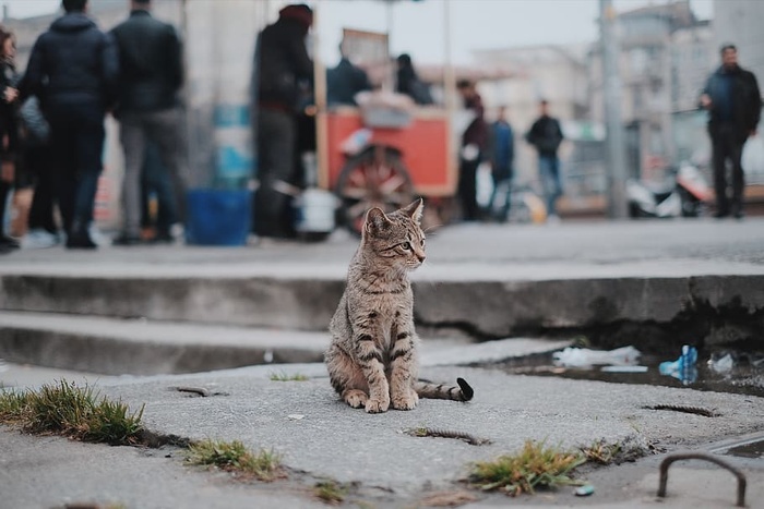 猫，宠物，动物，模糊，户外，人，购物，商场