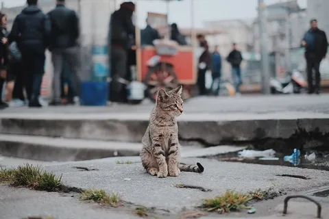 猫,宠物,动物,模糊,户外,人,购物,商场 猫,宠物,动物,模糊,户外,人,购物,商场