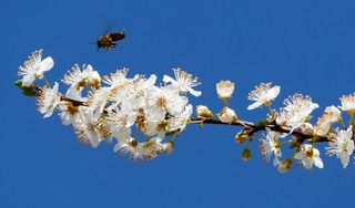 风景，自然，树木，花朵，花朵，树枝，花蕾，蜜蜂