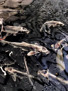 美国，达拉斯，2001 flora st，coy，fish，surface，water，ripples