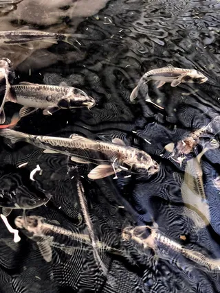 美国，达拉斯，2001 flora st，coy，fish，surface，water，ripples