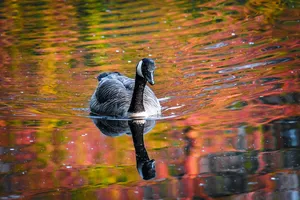 水、动物、湖泊、公园、喙、鸭、羽毛、鹅