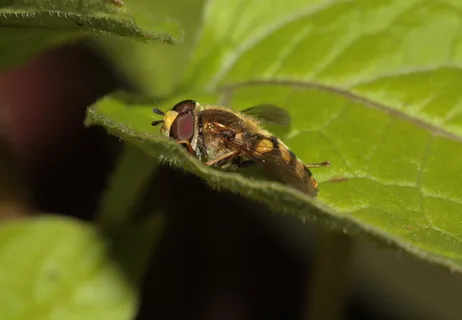 气垫蝇、昆虫、翅膀、化合物、野生动物、动物主题、动物、植物部分 气垫蝇、昆虫、翅膀、化合物、野生动物、动物主题、动物、植物部分