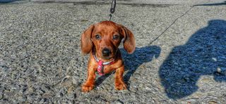 捷克*，鲁迪科夫，布朗，香肠狗，小狗，狗，腊肠犬，小狗