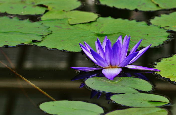 紫色、莲花、身体、水、睡莲、花蕾、植物、池塘