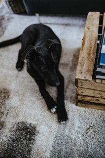 设计师设计的起居室室内有一张木箱桌、紫色沙发和灰色地毯