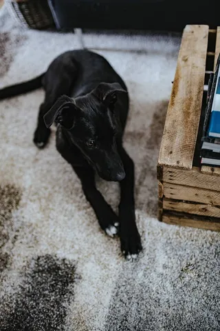 设计师设计的起居室室内有一张木箱桌、紫色沙发和灰色地毯