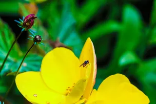 花，昆虫，花园花，花，黄色，无脊椎动物，野生动物，野生动物