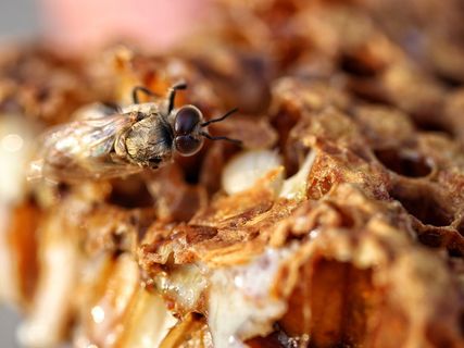 蜜蜂，永远，孵化，小，蜂巢，蜂蜜，养蜂人，养蜂人