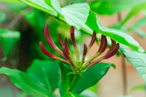 ranke,植物,攀缘植物,花,自然,装饰,植物部分,叶 ranke,植物,攀缘植物,花,自然,装饰,植物部分,叶