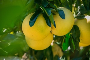 蜜柚、柚子、福建、食品饮料、食品、水果、健康饮食、植物部分
