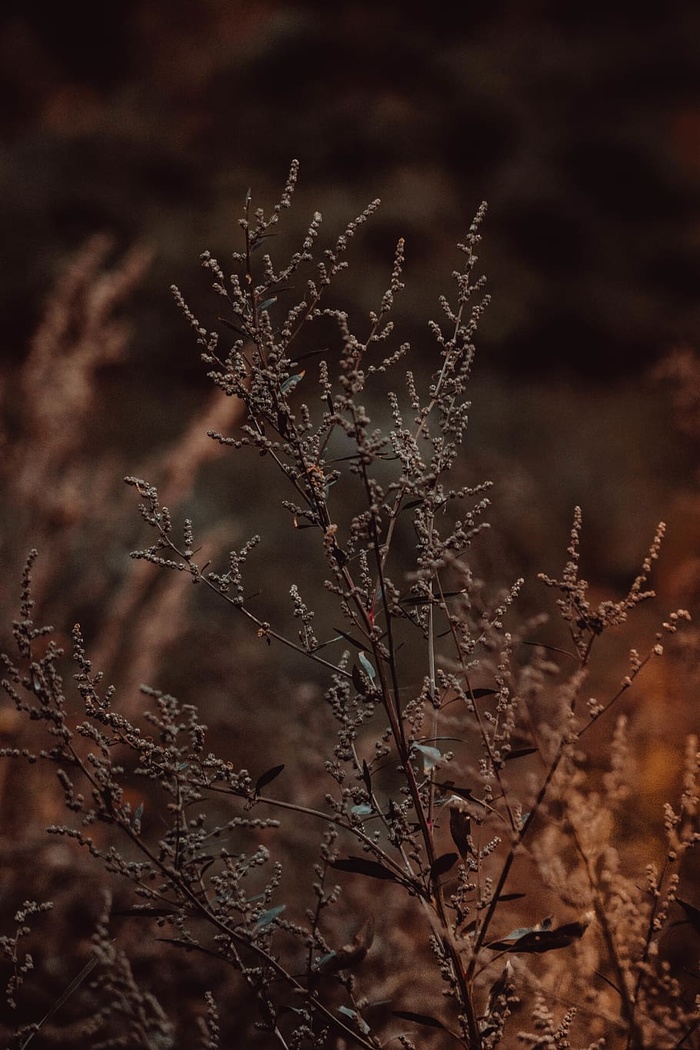 棕色植物，植物，生长，自然，特写，聚焦前景，无人，白天