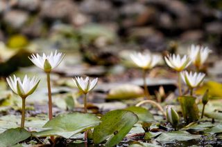 印度、kodaikanal、河流、湖泊、水、自然、百合、叶子